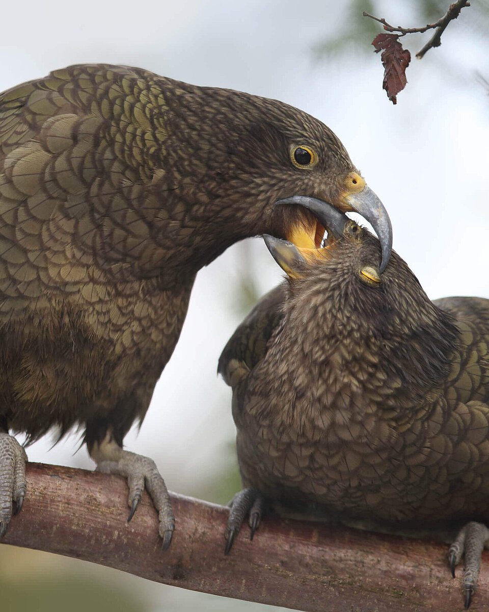 Kea Tiere
