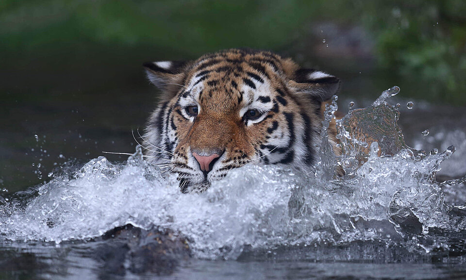 2020: Filteranlage Tigerteich